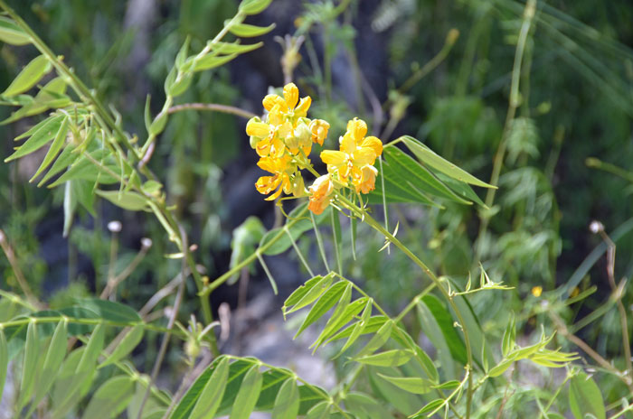 Woolly Senna prefers to grow along streams and washes and south facing slopes. It is found between 2,500 to 5,500 feet (762 - 1,676 m) elevation. Senna hirsuta var. glaberrima